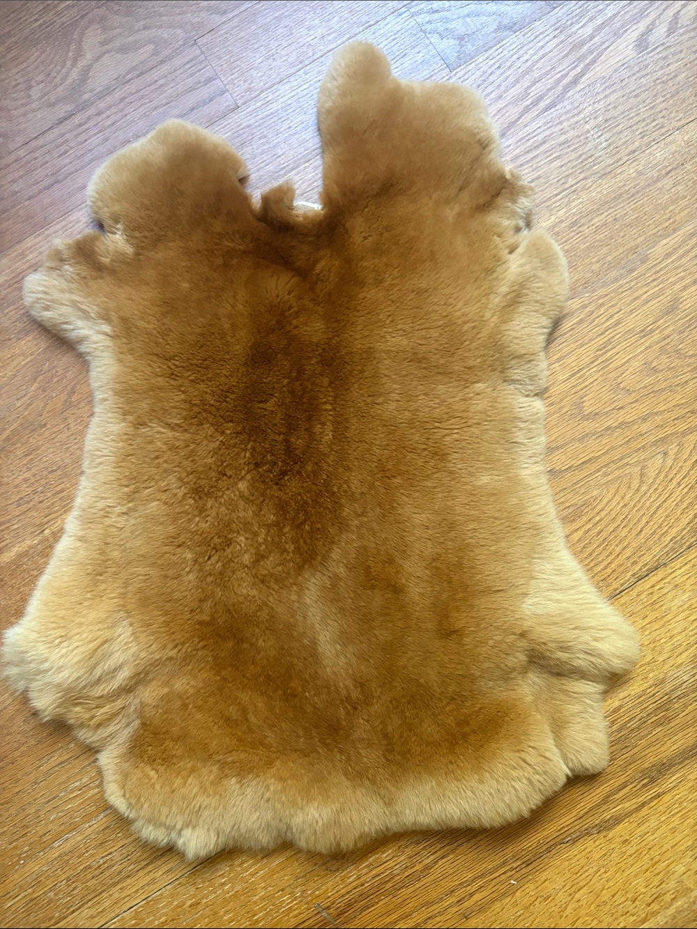 B0181 Rex rabbit hide